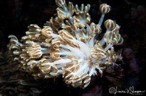 Xenia Coral/Photographed with a Canon 60 mm macro lens at... by Laurie Slawson 